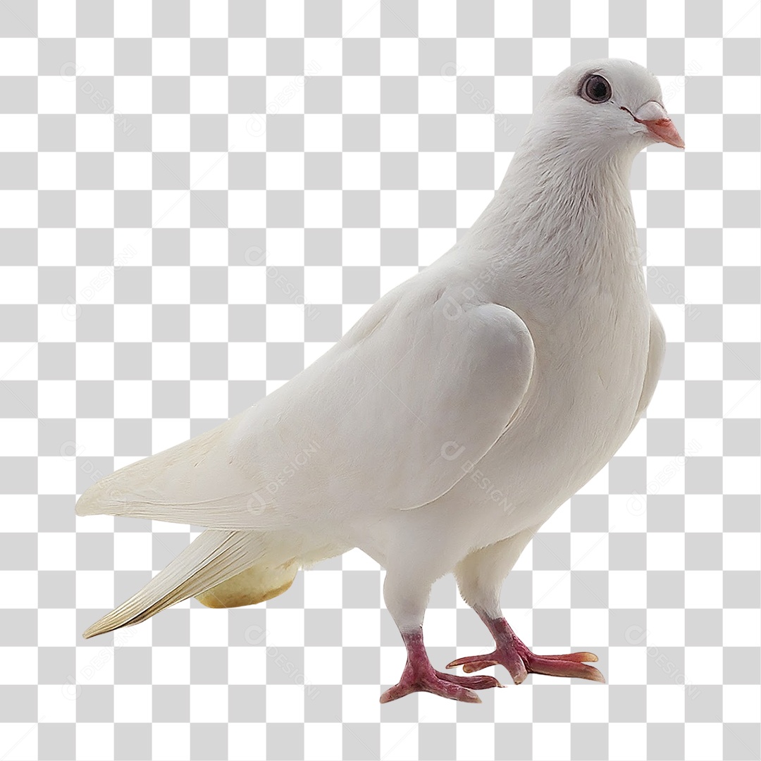 Pombo Branco PNG Transparente