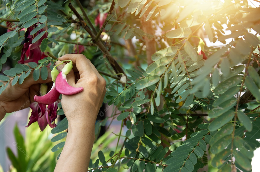 O ágar vermelho é uma planta medicinal