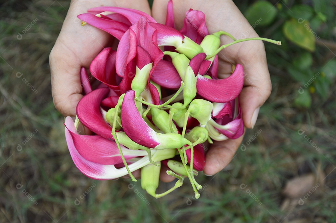 O ágar vermelho é uma planta medicinal
