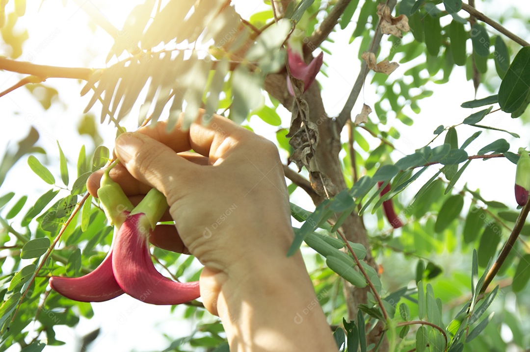 Lindas flores vermelhas de agusta na Tailândia