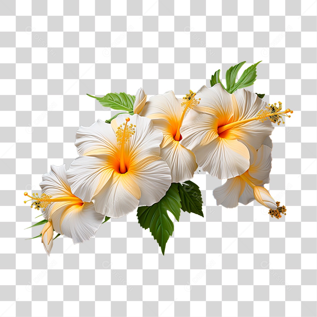 Flores de Hibisco PNG Transparente