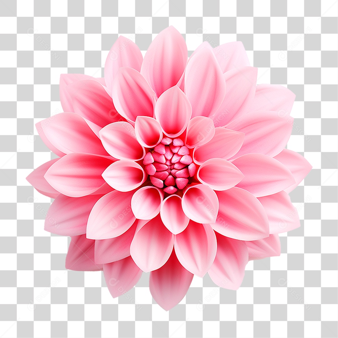 Flor Dália PNG Transparente