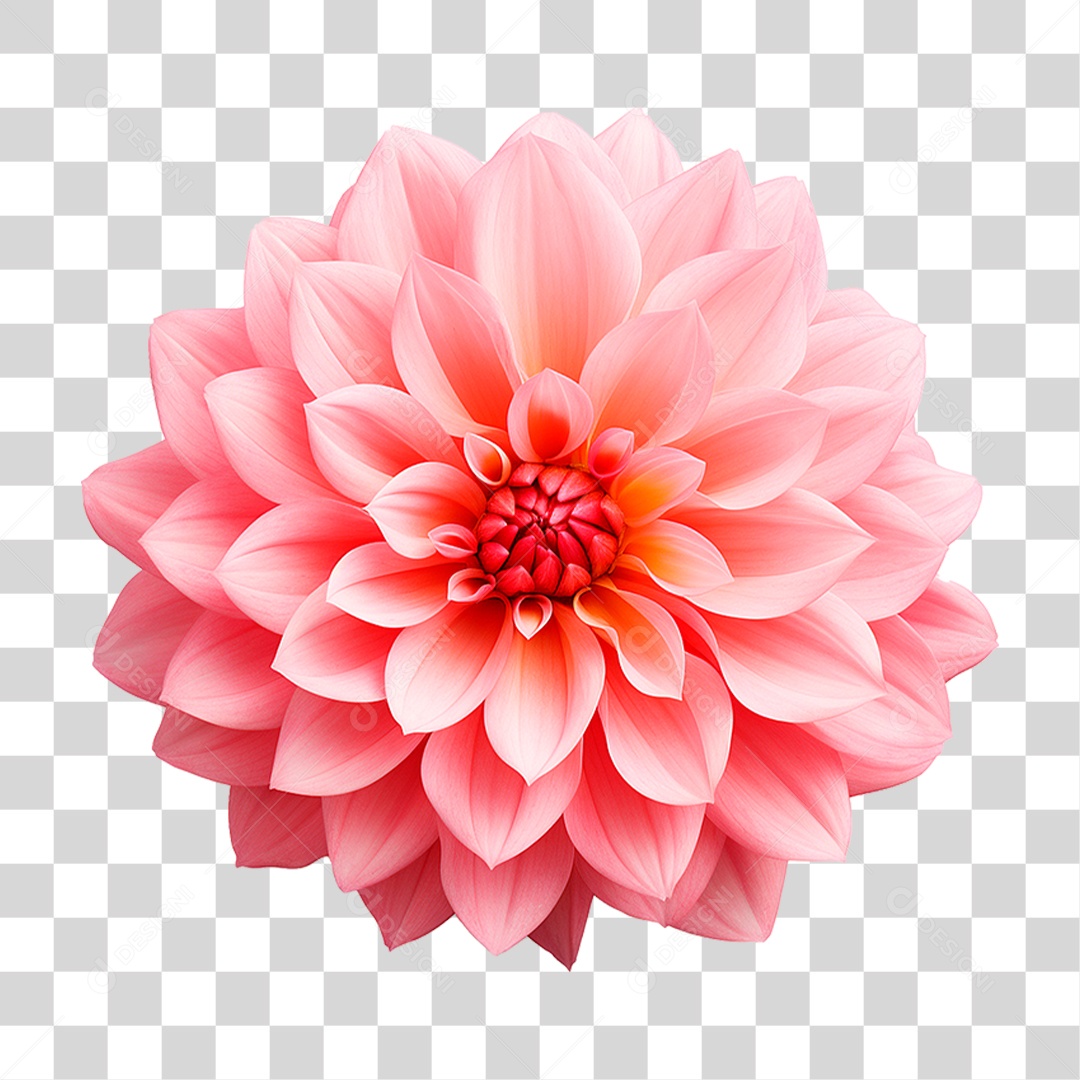 Flor Dália PNG Transparente