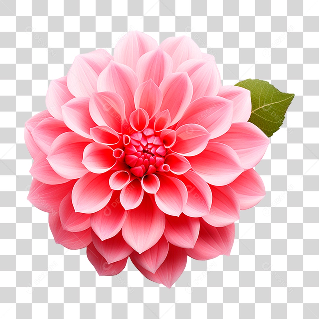 Flor Dália PNG Transparente