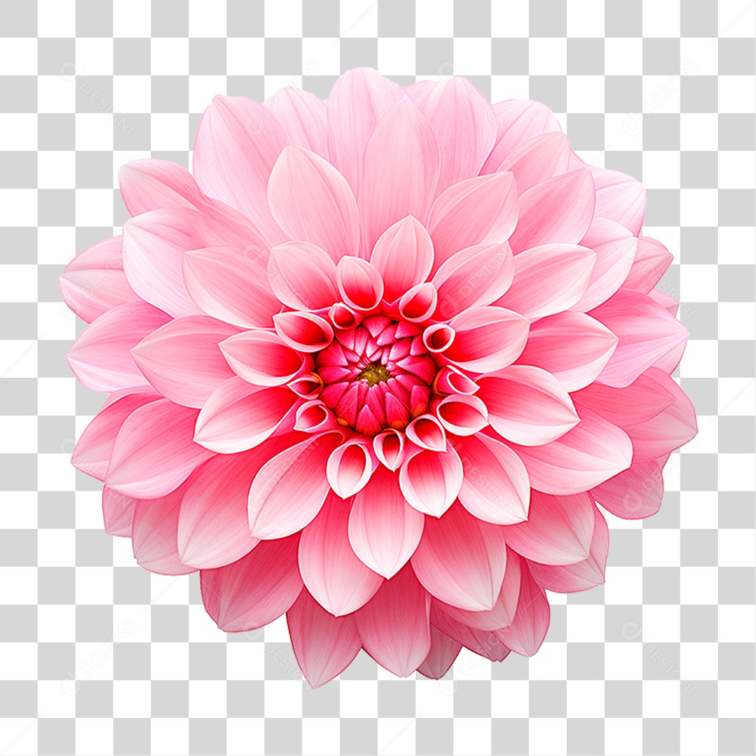 Flor Dália PNG Transparente
