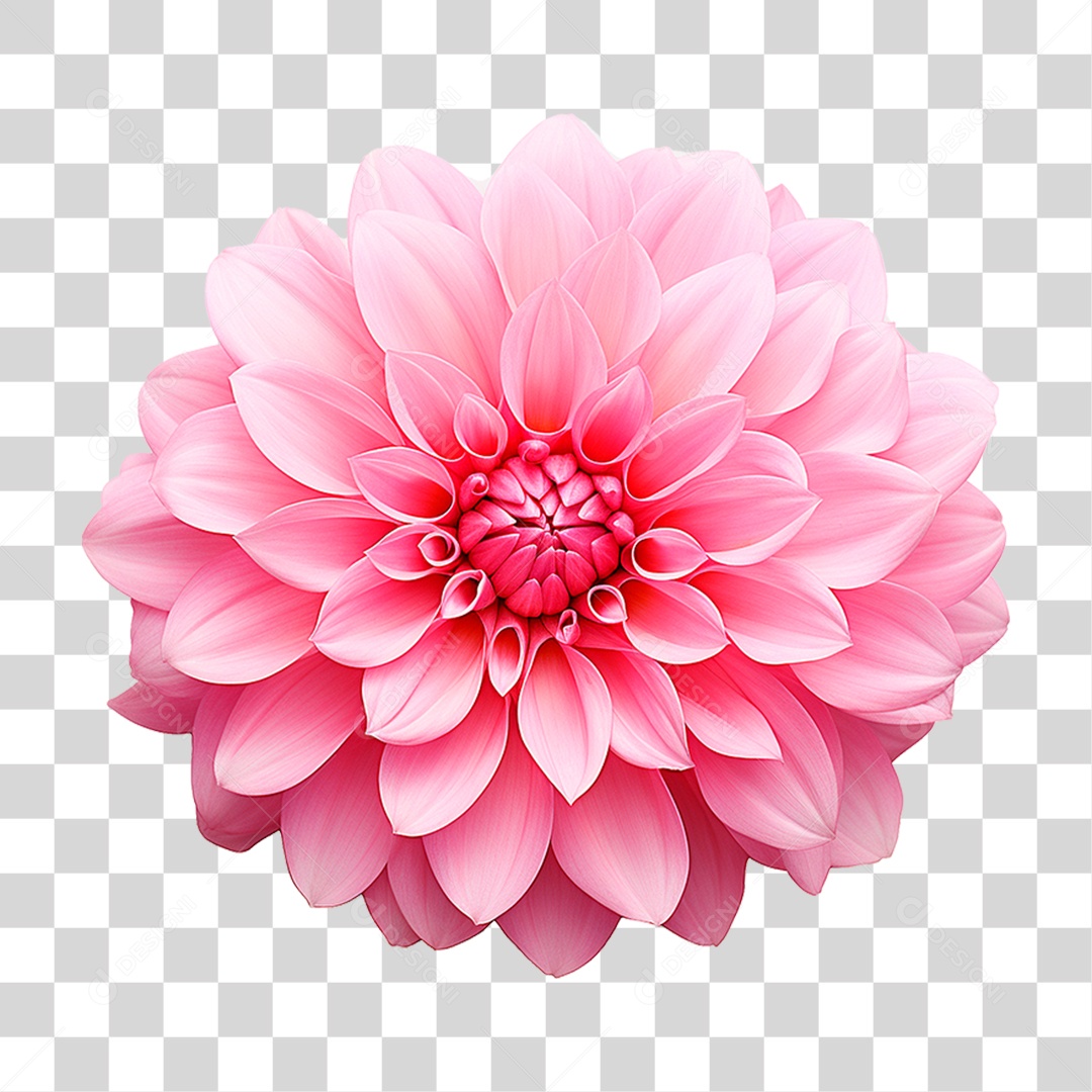 Flor Dália PNG Transparente