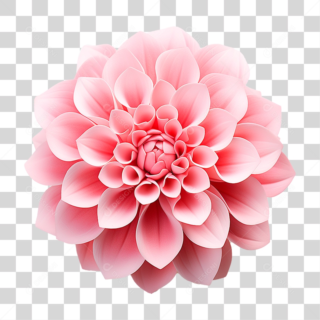 Flor Dália PNG Transparente
