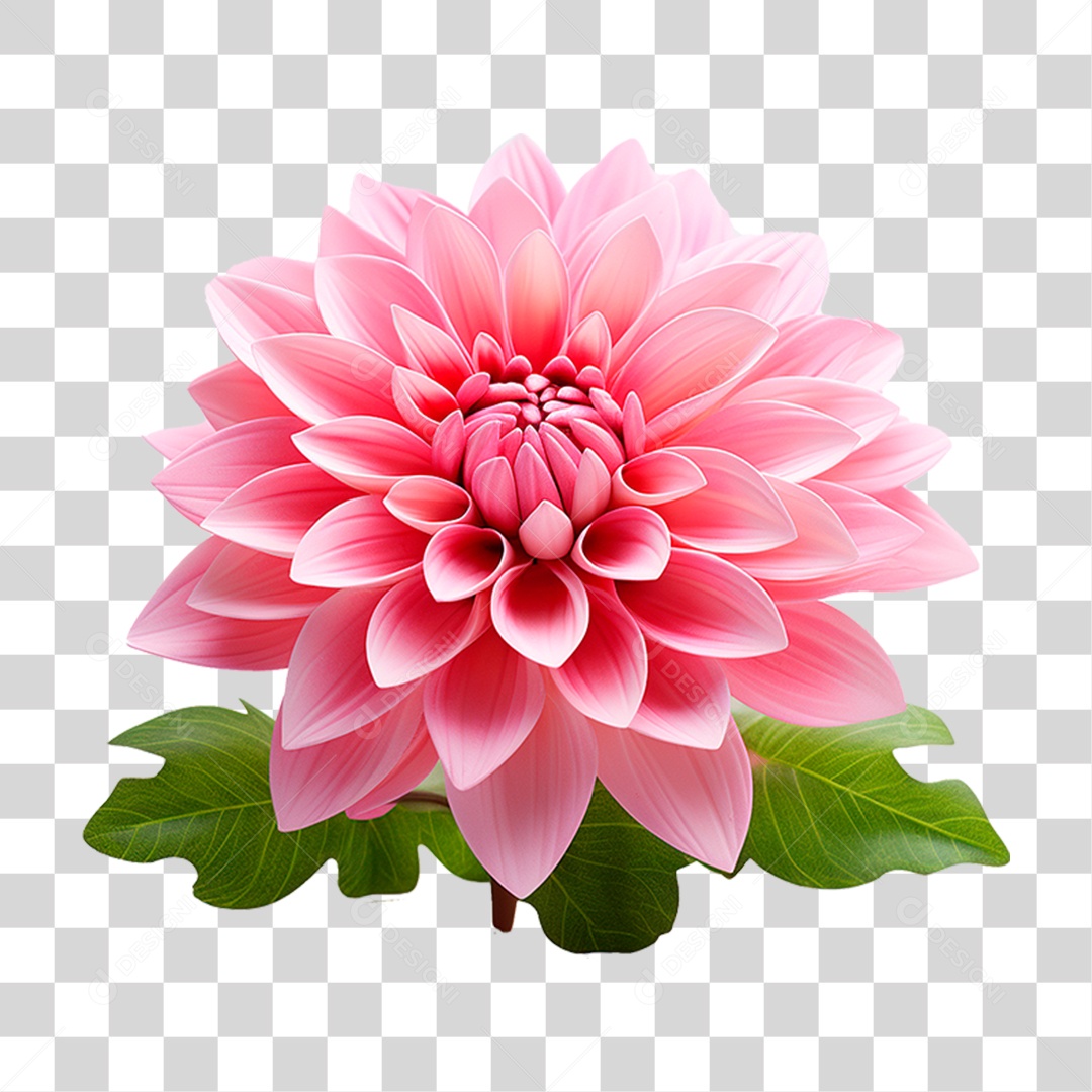 Flor Dália PNG Transparente