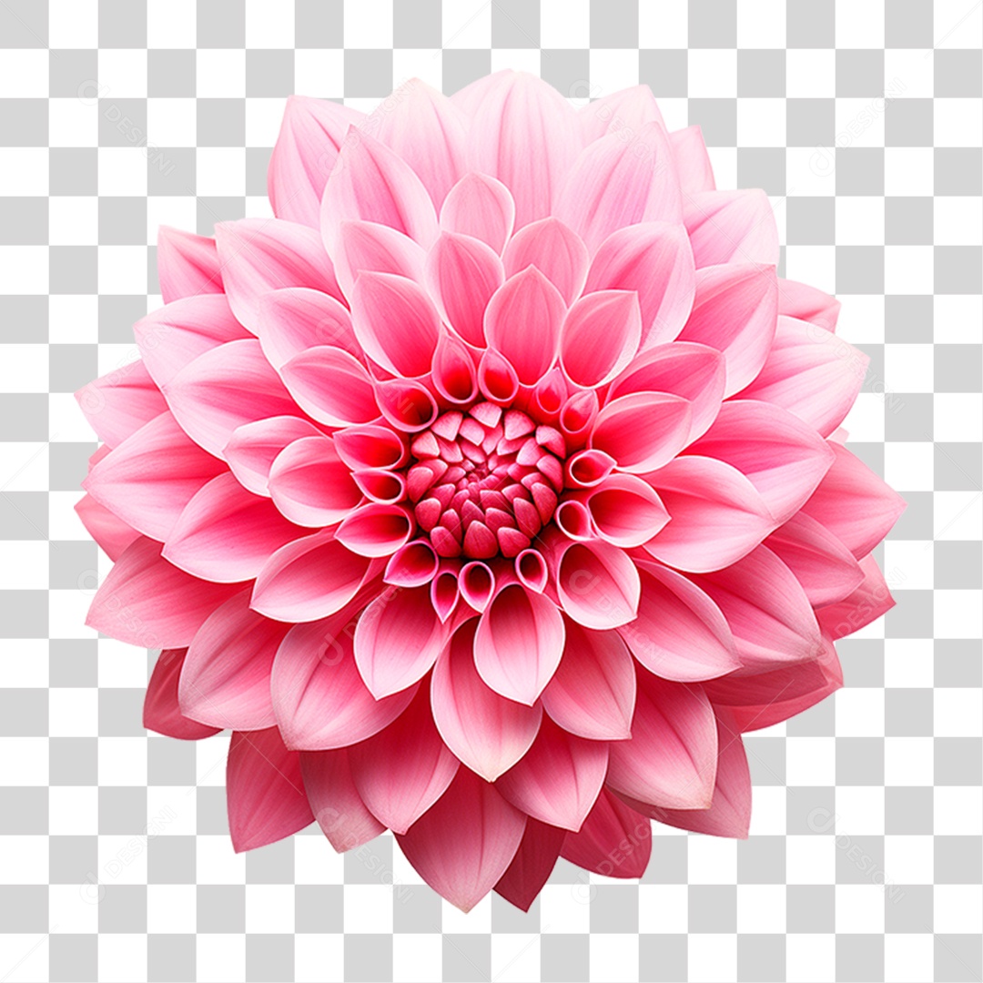 Flor Dália PNG Transparente