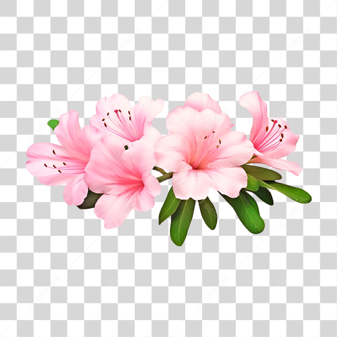 Flor Azaleia PNG Transparente