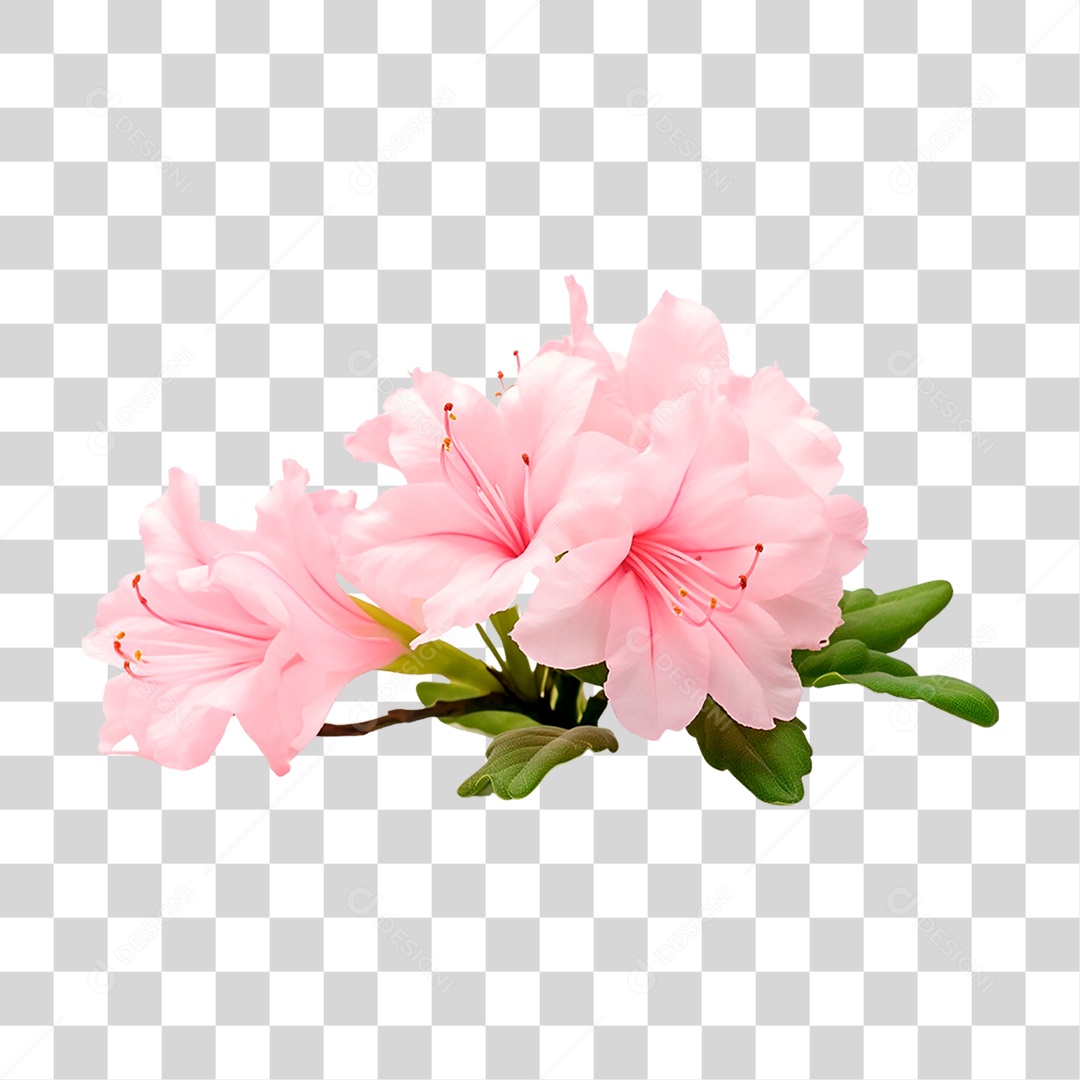 Flor Azaleia PNG Transparente
