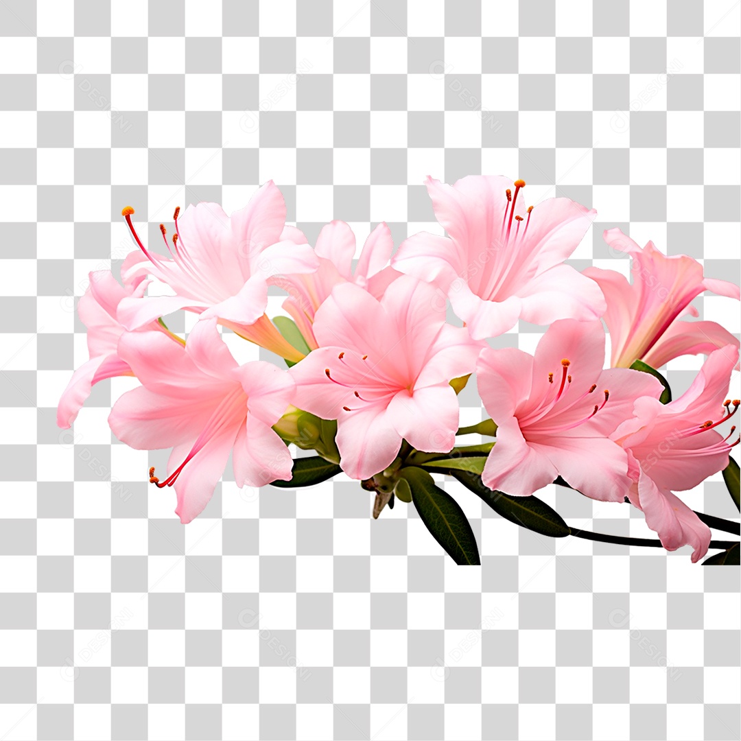 Flor Azaleia PNG Transparente