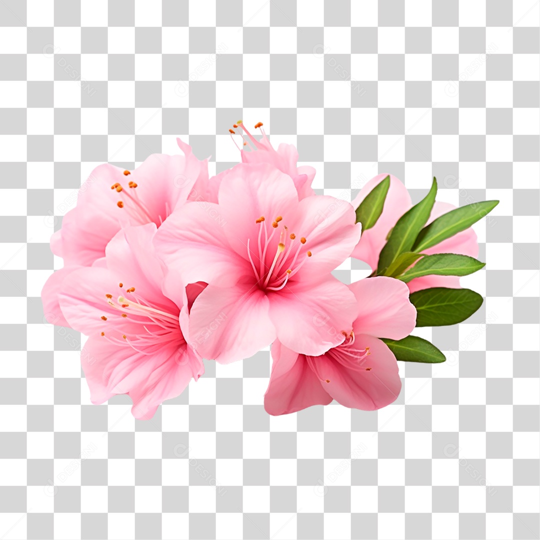 Flor Azaleia PNG Transparente