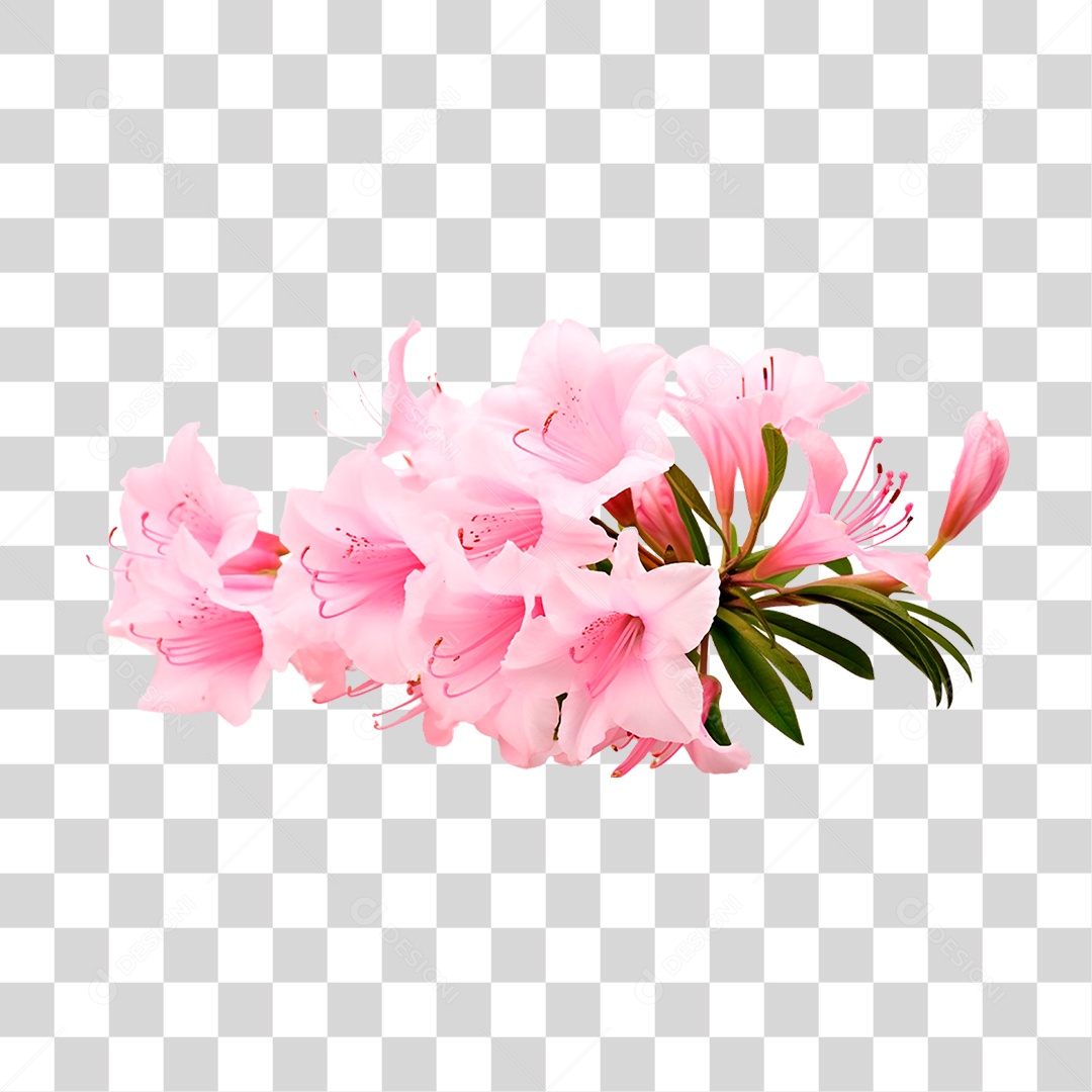 Flor Azaleia PNG Transparente