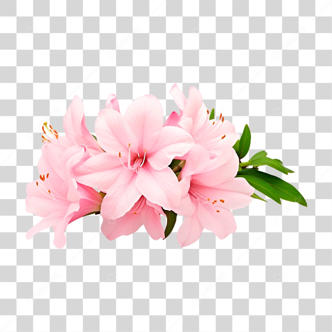 Flor Azaleia PNG Transparente