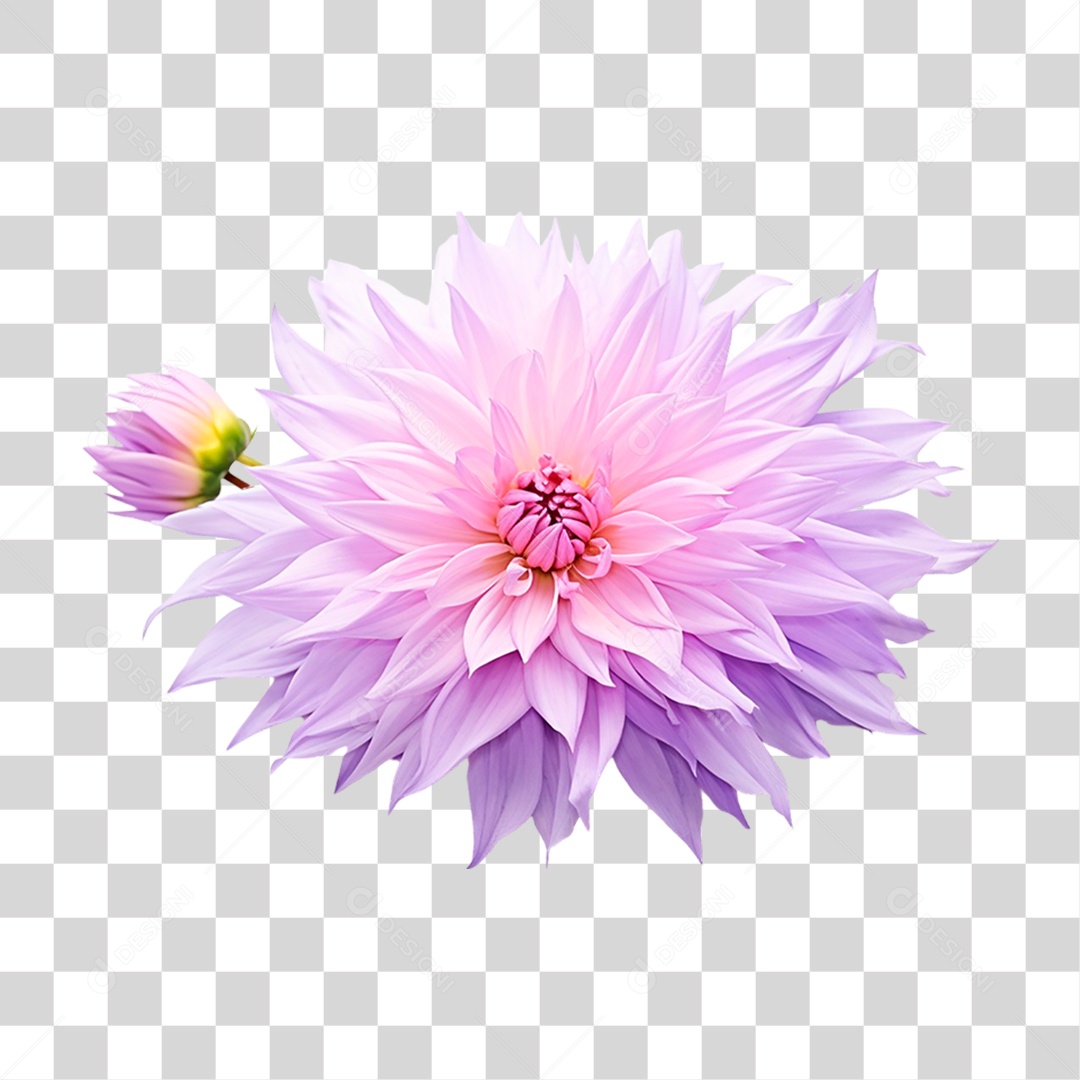 Flor Rosa PNG Transparente