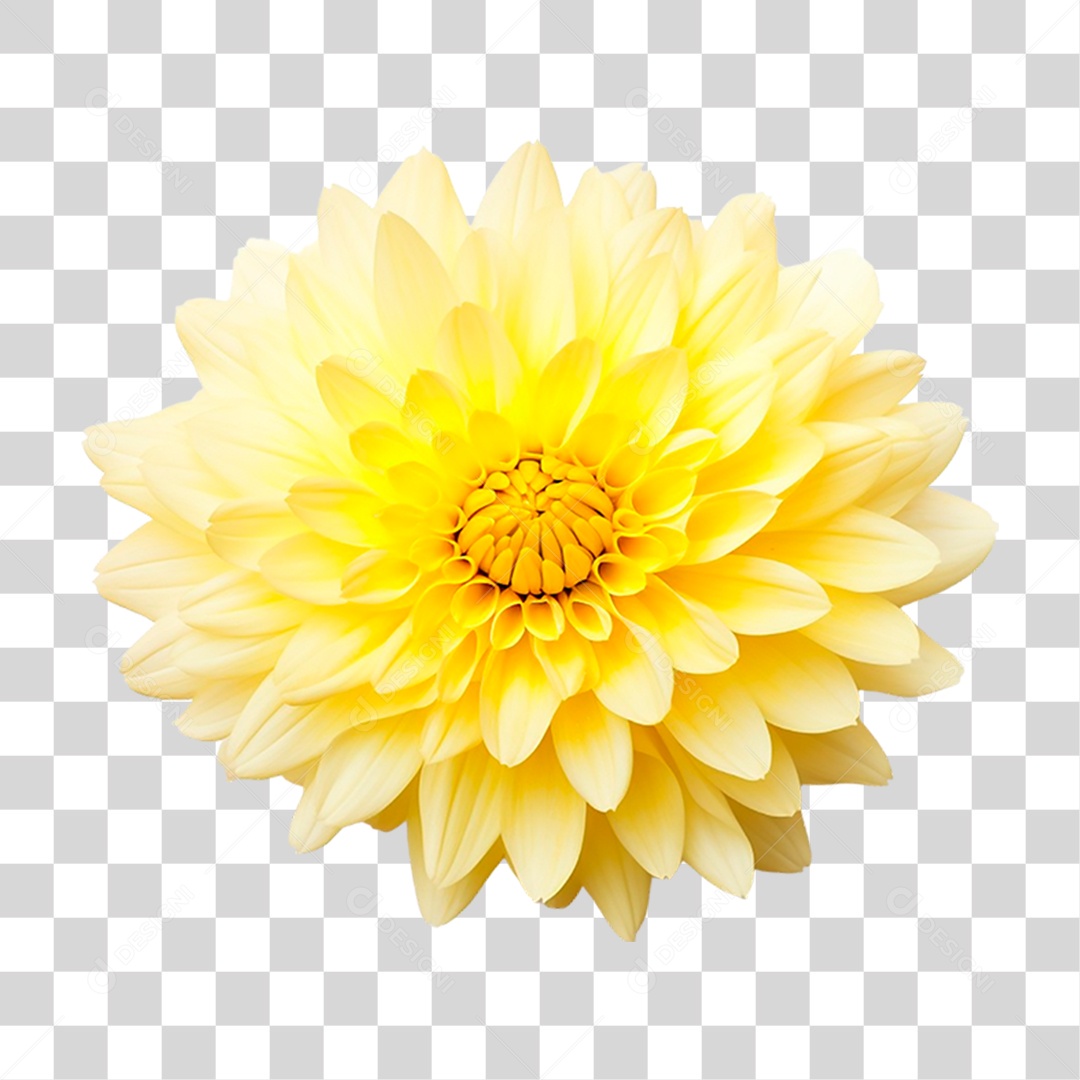 Flor Amarela PNG Transparente