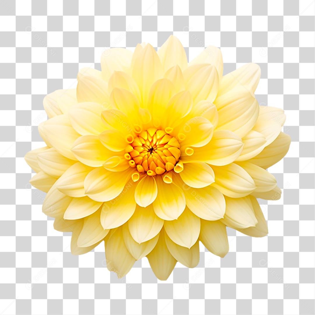 Flor Amarela PNG Transparente