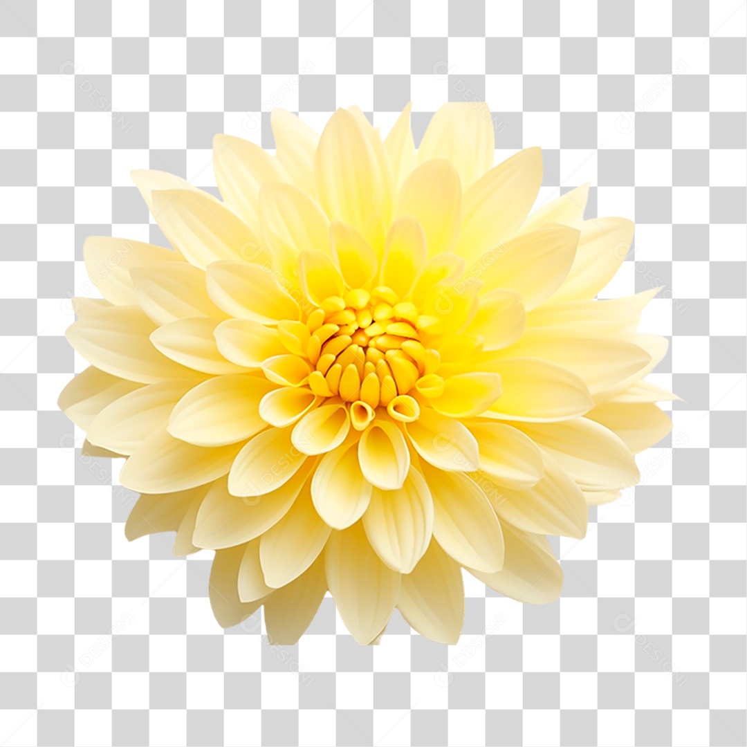 Flor Amarela PNG Transparente