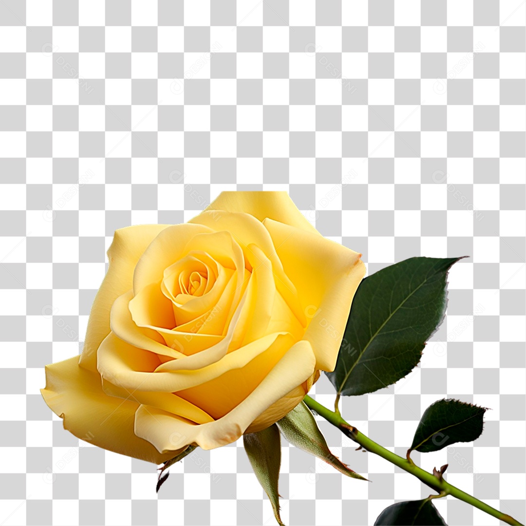 Rosa Amarela PNG Transparente