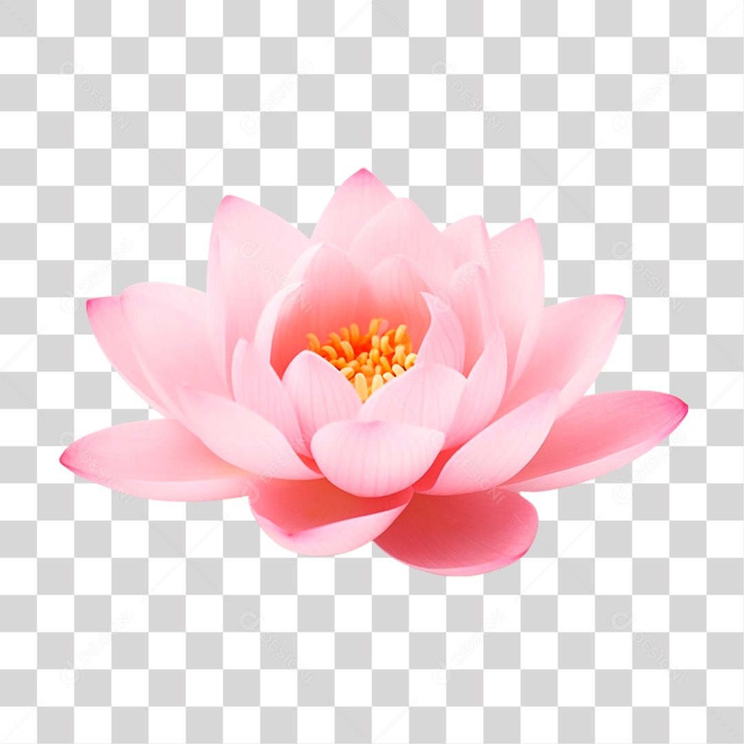 Flor Rosa PNG Transparente