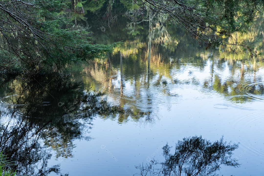 Insetos sobre um lago com árvores pela manhã no lago