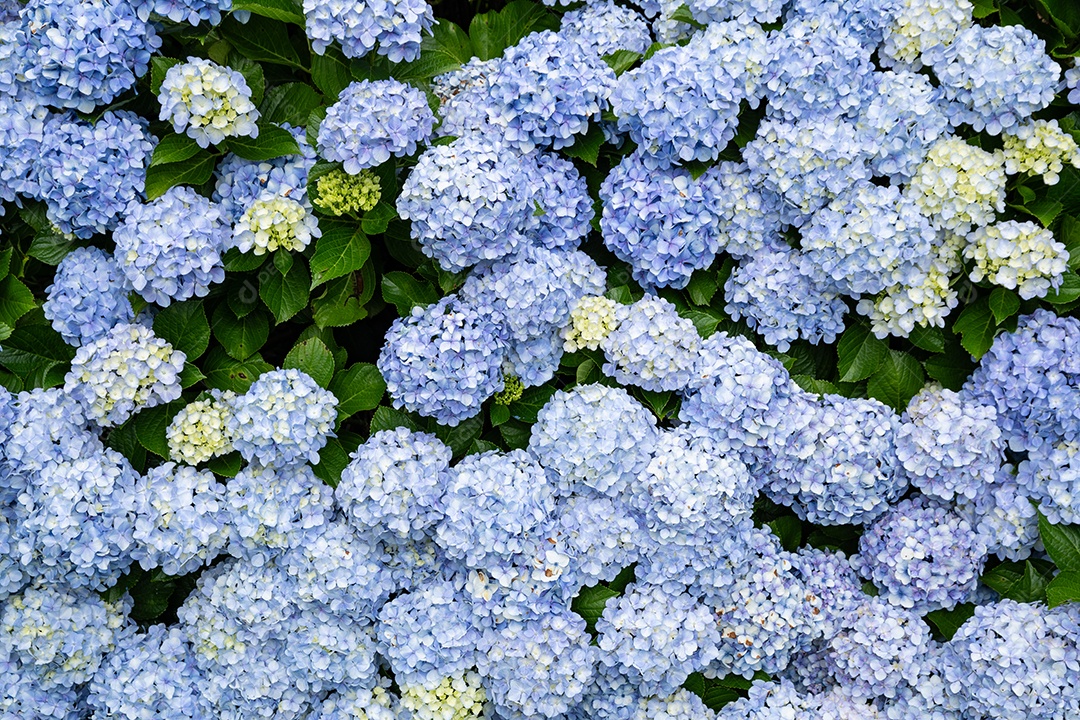 Flor de hortênsia azul