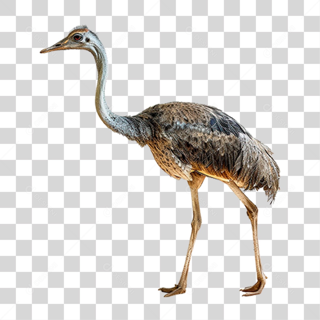 Avestruz PNG Transparente