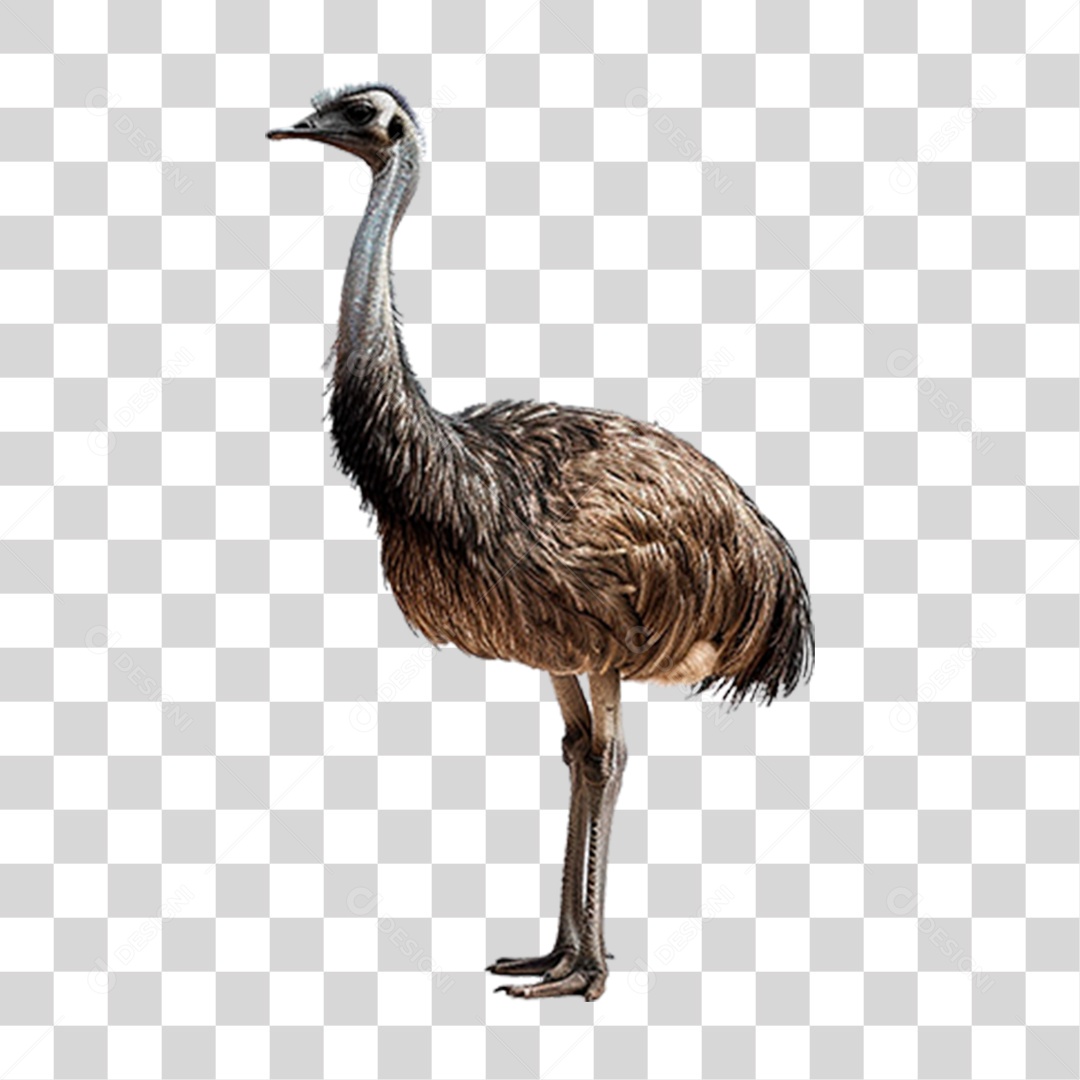 Avestruz PNG Transparente