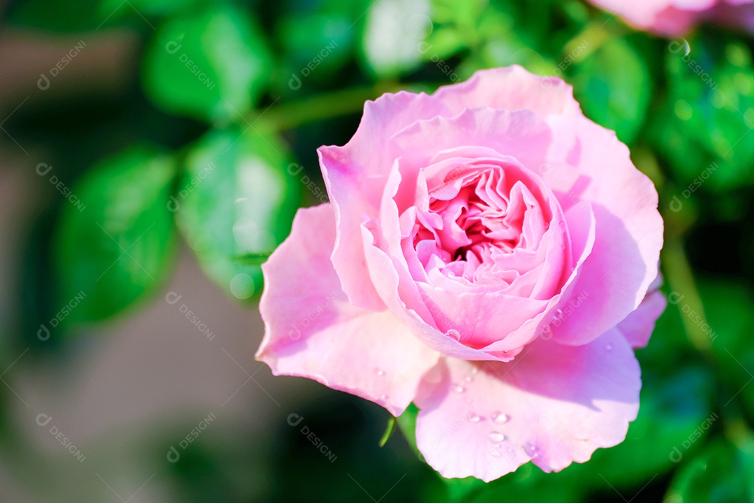 Lindas flores rosas no arbusto