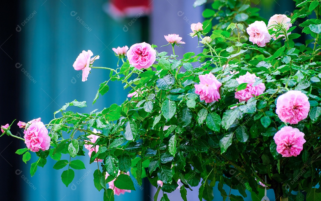 Arbusto de rosas lindas