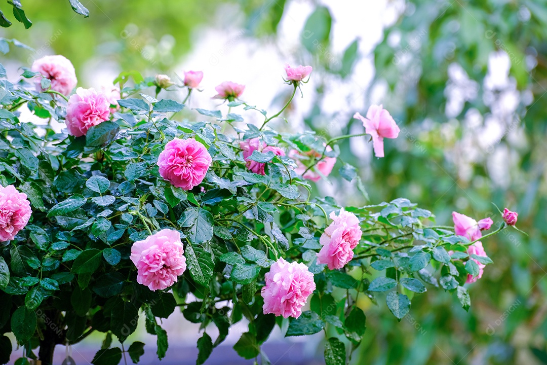 Arbusto de rosas lindas