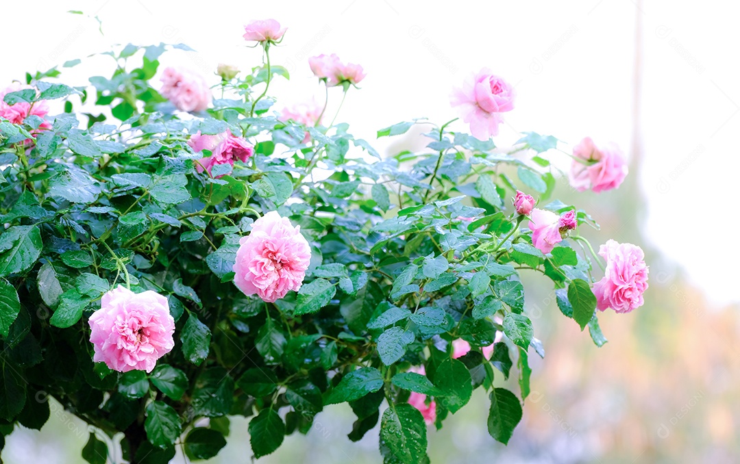 Arbusto de rosas lindas