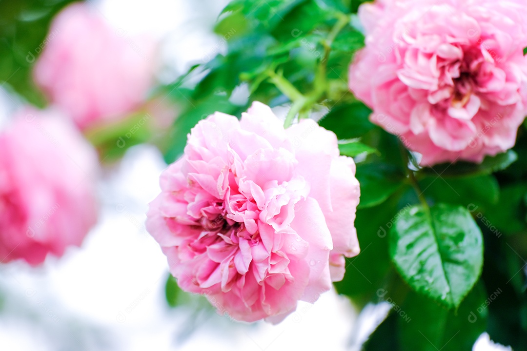 Flores rosas lindas no galho