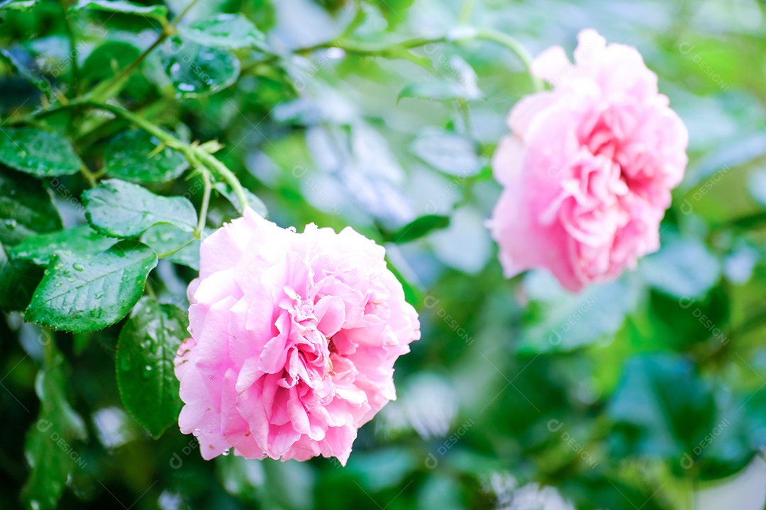 Lindas rosas no galho