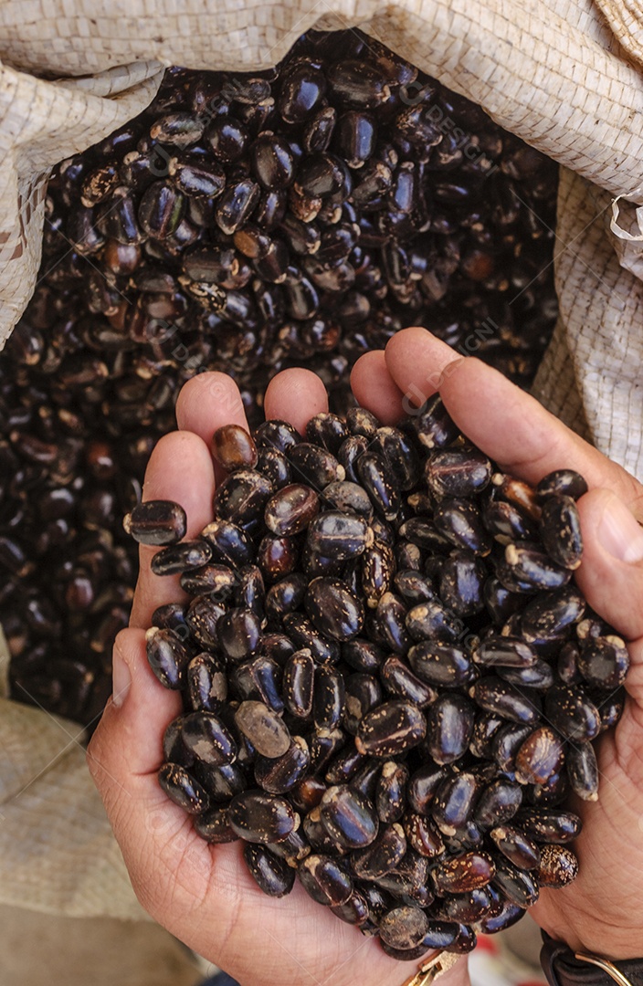 Sementes de mamona em mãos do agricultor