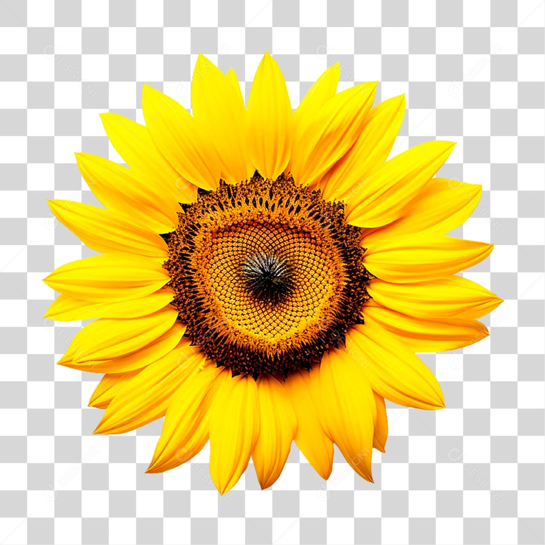 Planta Girassol PNG Transparente