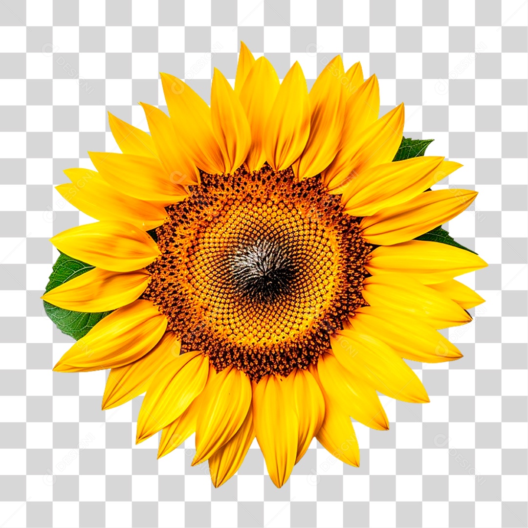 Planta Girassol PNG Transparente