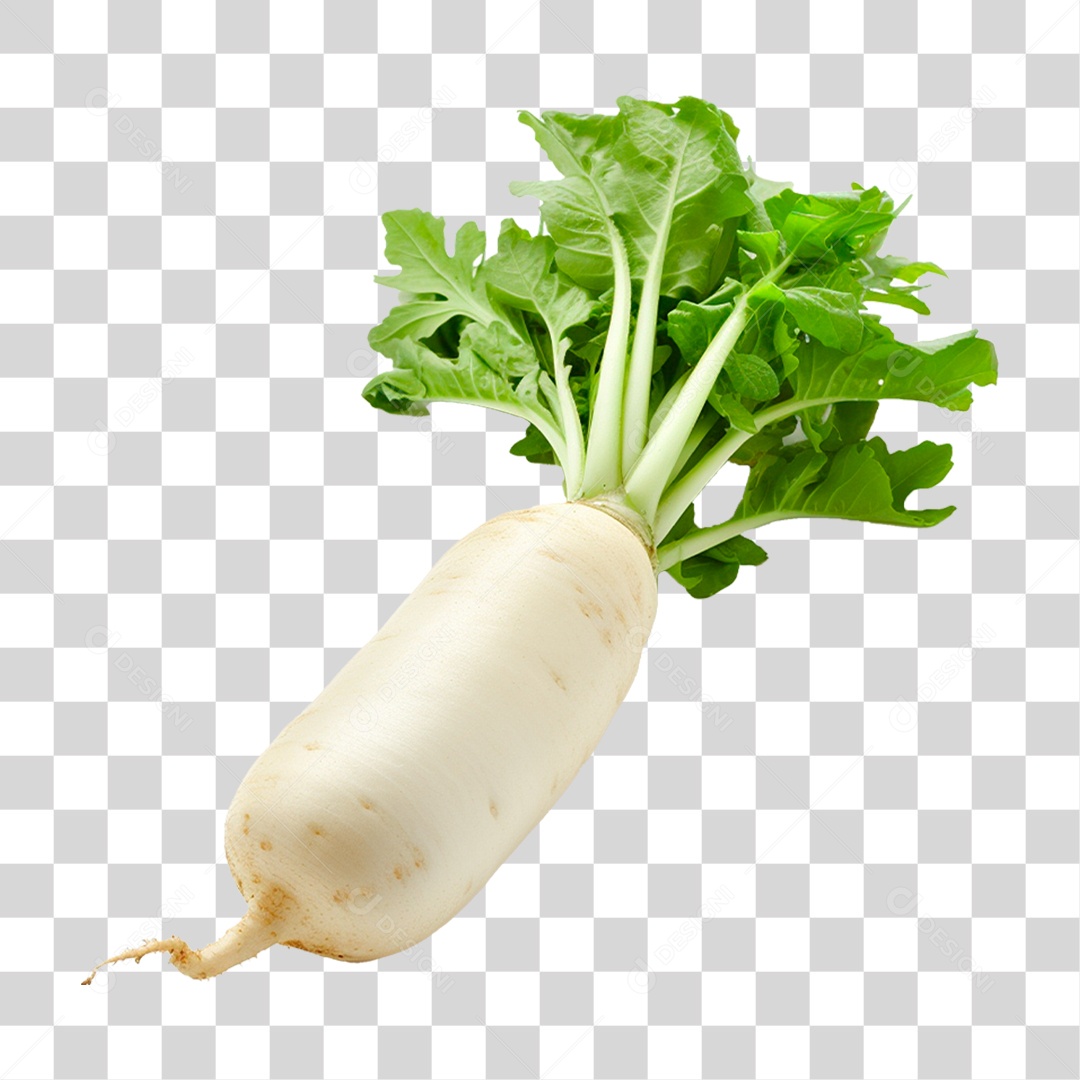 Rabanete Fresco PNG Transparente