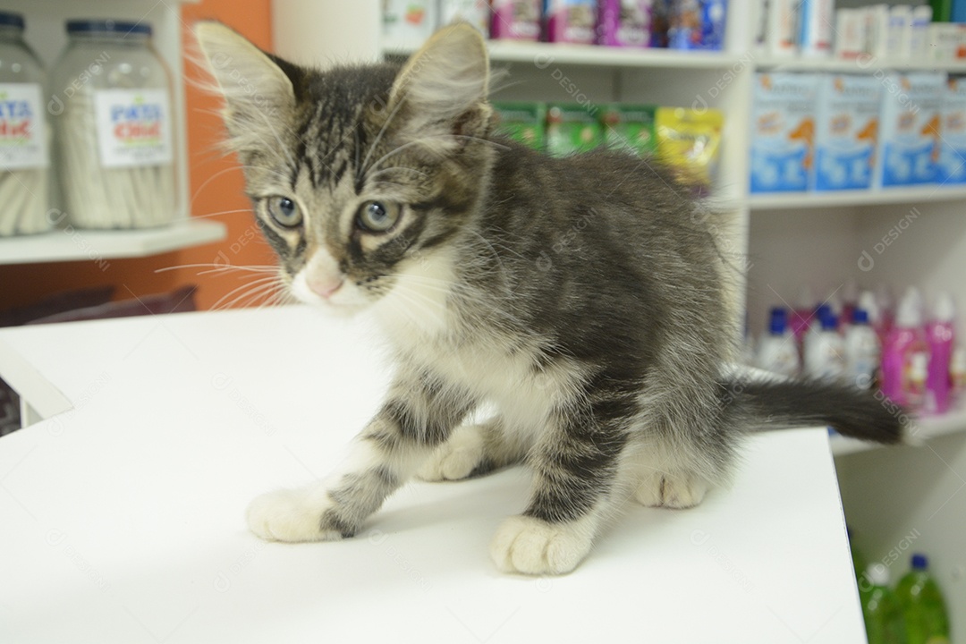 Gato pequeno em uma mesa