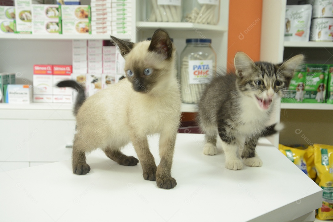Gatinhos filhotes em uma mesa de pet shop