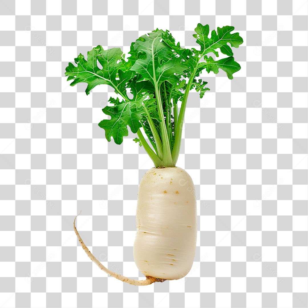 Rabanete Fresco PNG Transparente