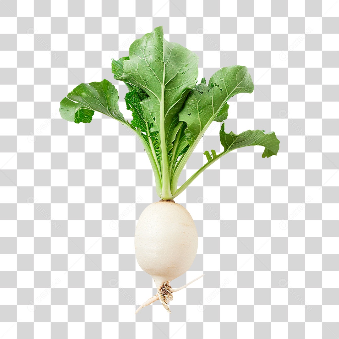 Rabanete Fresco PNG Transparente