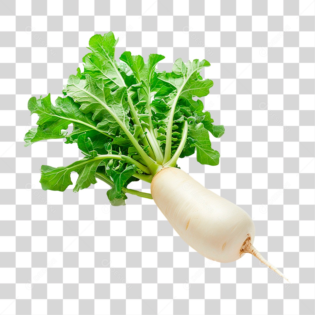 Rabanete Fresco PNG Transparente