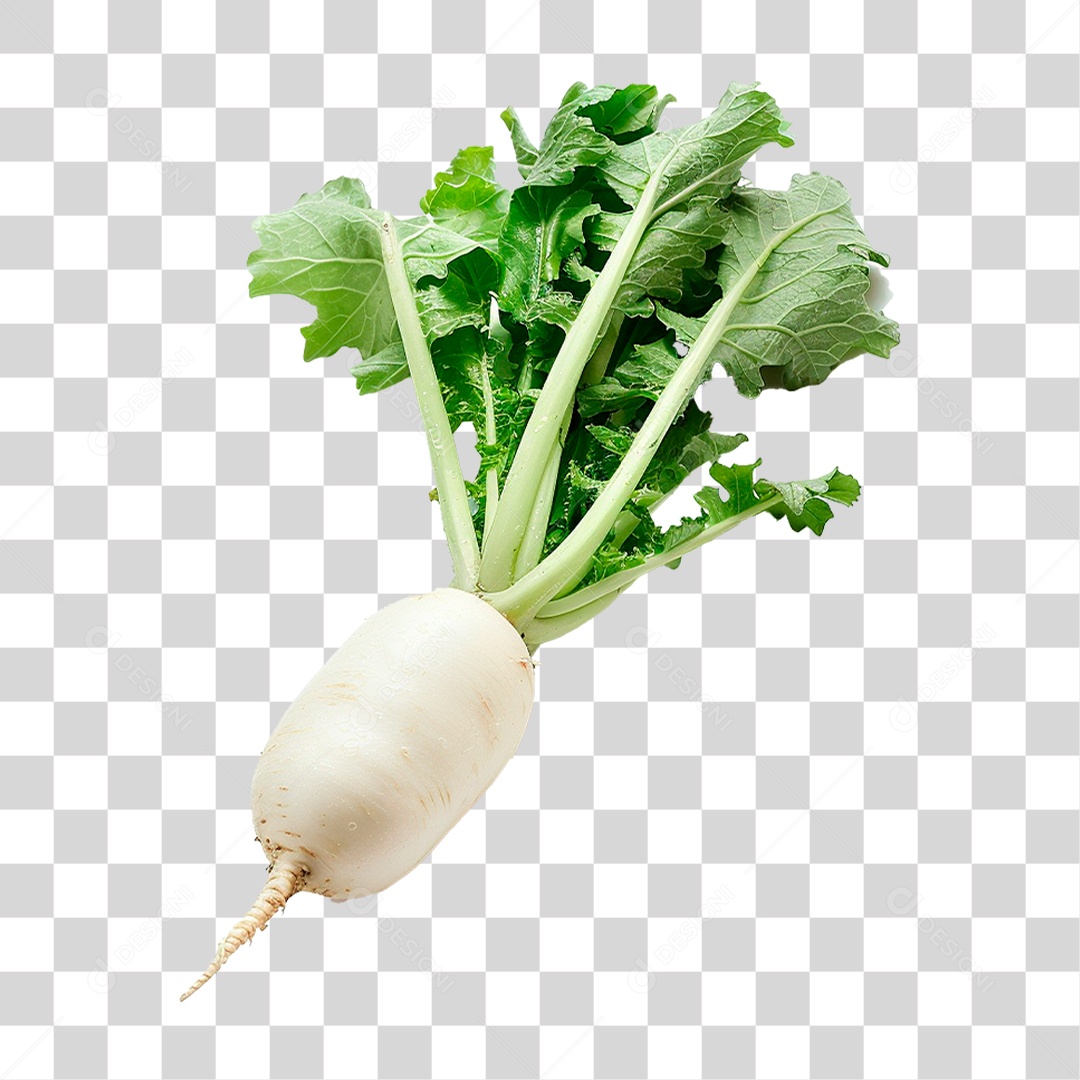 Rabanete Fresco PNG Transparente