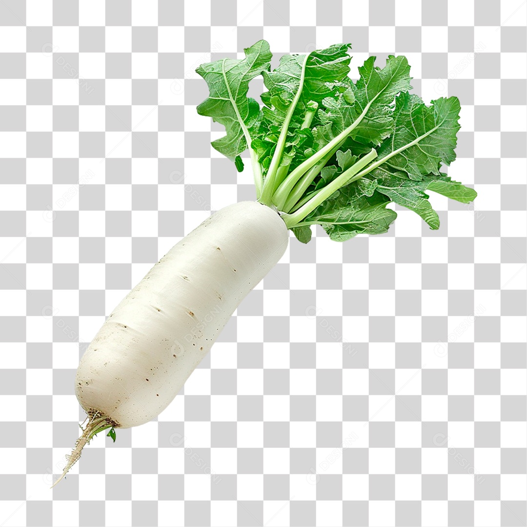 Rabanete Fresco PNG Transparente