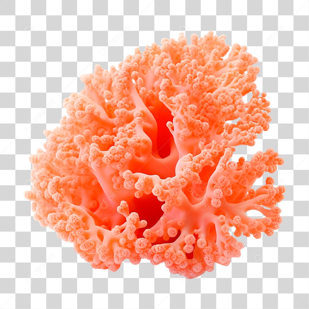 Coral Alcyonacea PNG Transparente