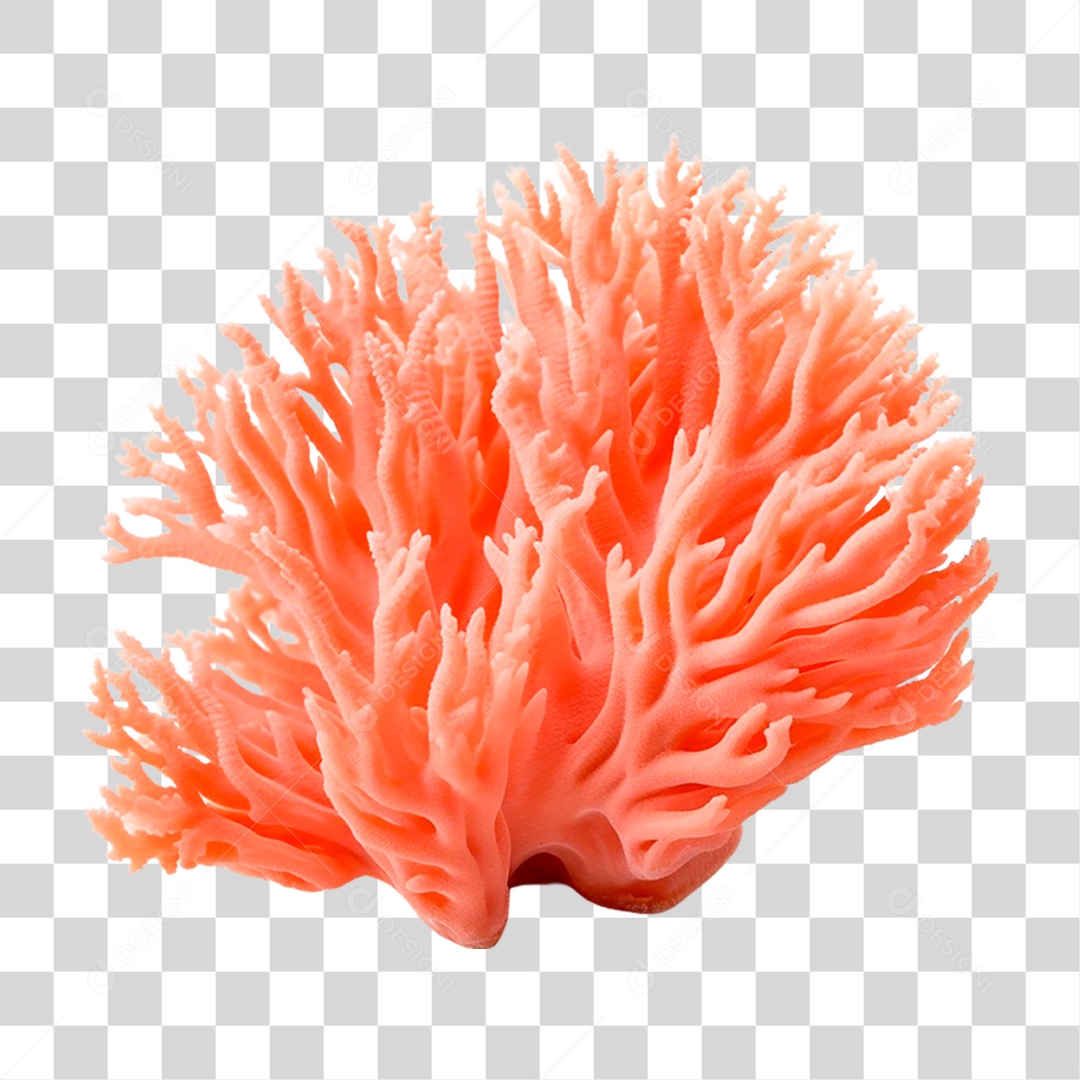 Coral Alcyonacea PNG Transparente