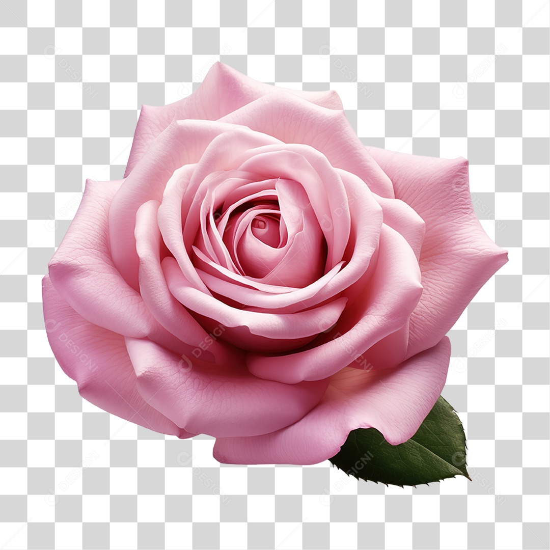 Rosas Flores PNG Transparente