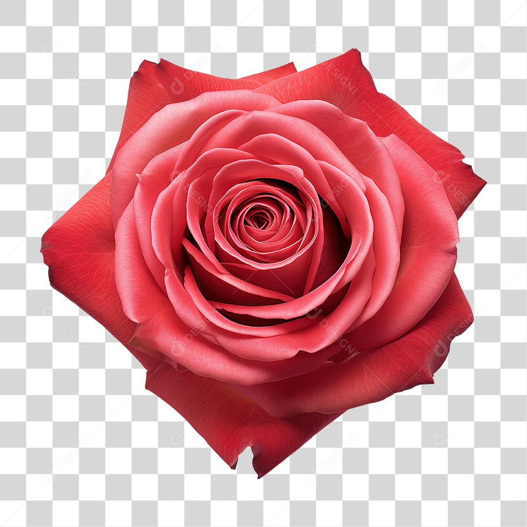 Rosas Flores PNG Transparente